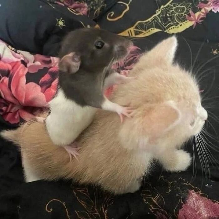 46 Purr-fectly Timed Cat Pics That Might Make You Laugh Out Loud, As Shared By This Page 46 Purr-fectly Timed Cat Pics That Might Make You Laugh Out Loud, As Shared By This Page