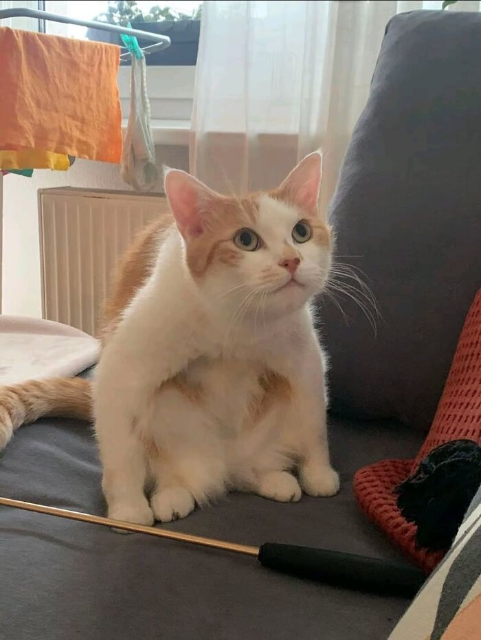 46 Purr-fectly Timed Cat Pics That Might Make You Laugh Out Loud, As Shared By This Page 46 Purr-fectly Timed Cat Pics That Might Make You Laugh Out Loud, As Shared By This Page