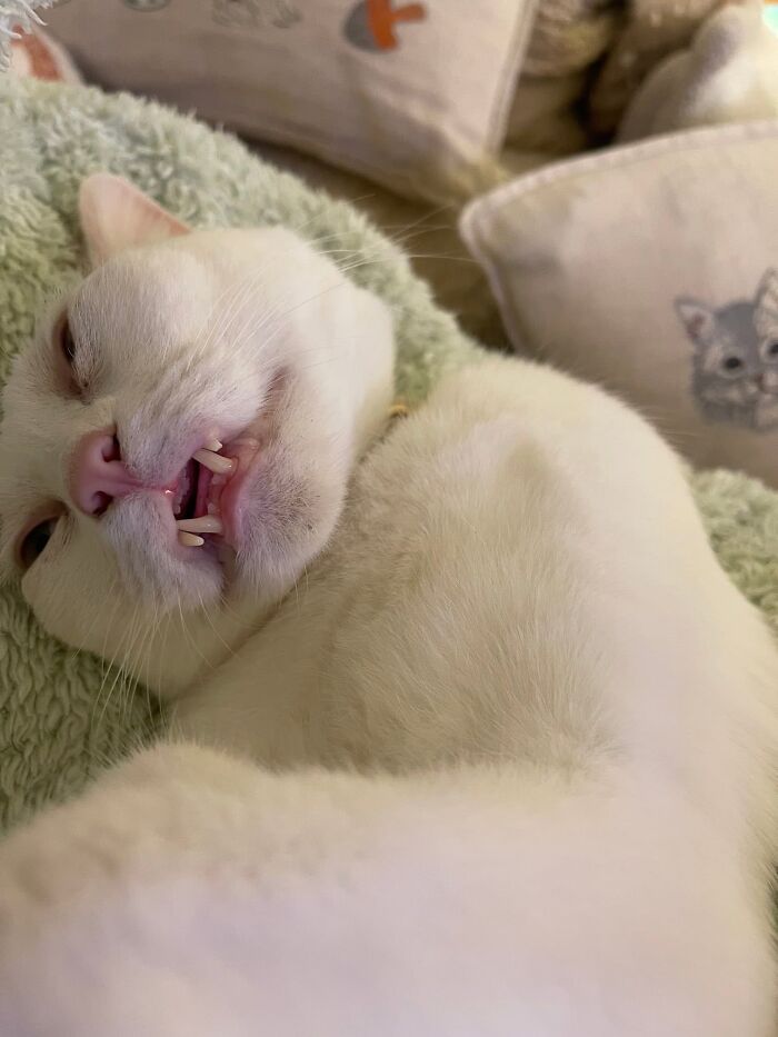46 Purr-fectly Timed Cat Pics That Might Make You Laugh Out Loud, As Shared By This Page 46 Purr-fectly Timed Cat Pics That Might Make You Laugh Out Loud, As Shared By This Page