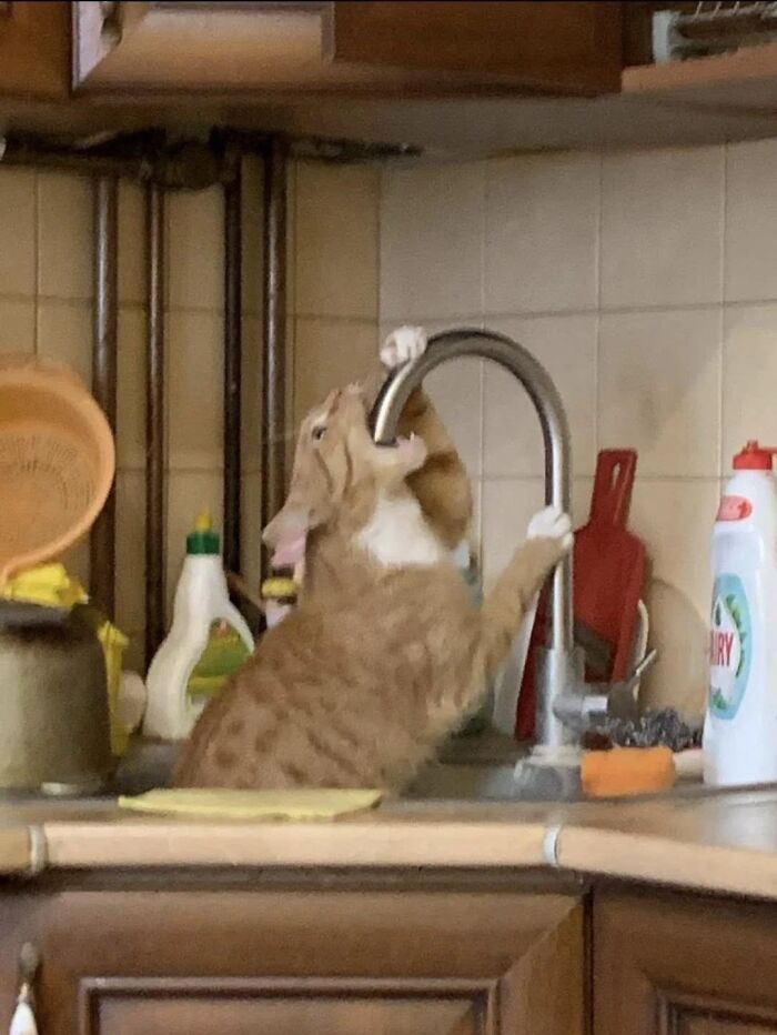 46 Purr-fectly Timed Cat Pics That Might Make You Laugh Out Loud, As Shared By This Page 46 Purr-fectly Timed Cat Pics That Might Make You Laugh Out Loud, As Shared By This Page