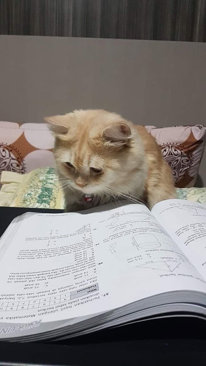 46 Purr-fectly Timed Cat Pics That Might Make You Laugh Out Loud, As Shared By This Page 46 Purr-fectly Timed Cat Pics That Might Make You Laugh Out Loud, As Shared By This Page