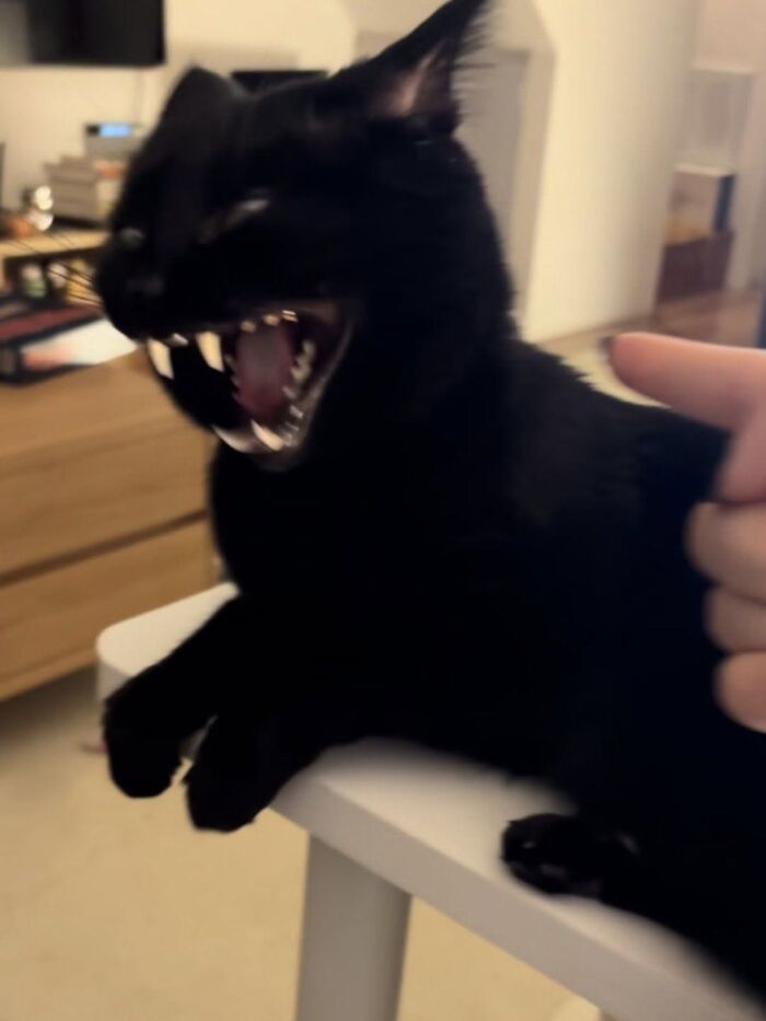 46 Purr-fectly Timed Cat Pics That Might Make You Laugh Out Loud, As Shared By This Page 46 Purr-fectly Timed Cat Pics That Might Make You Laugh Out Loud, As Shared By This Page