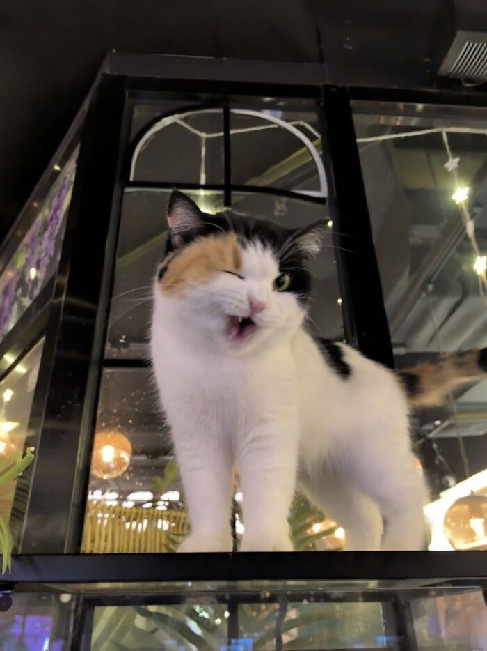 46 Purr-fectly Timed Cat Pics That Might Make You Laugh Out Loud, As Shared By This Page 46 Purr-fectly Timed Cat Pics That Might Make You Laugh Out Loud, As Shared By This Page