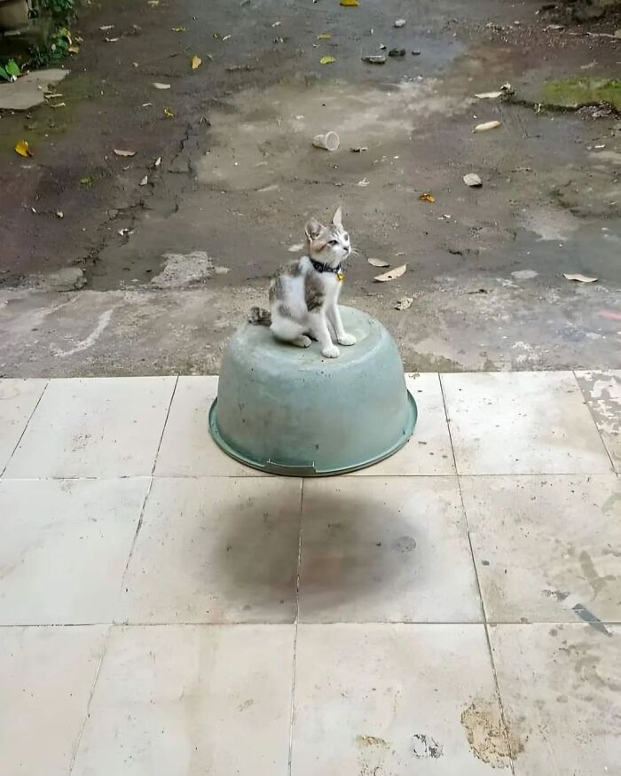 46 Purr-fectly Timed Cat Pics That Might Make You Laugh Out Loud, As Shared By This Page 46 Purr-fectly Timed Cat Pics That Might Make You Laugh Out Loud, As Shared By This Page