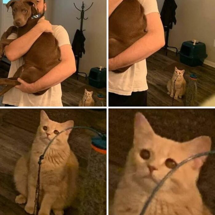 46 Purr-fectly Timed Cat Pics That Might Make You Laugh Out Loud, As Shared By This Page 46 Purr-fectly Timed Cat Pics That Might Make You Laugh Out Loud, As Shared By This Page