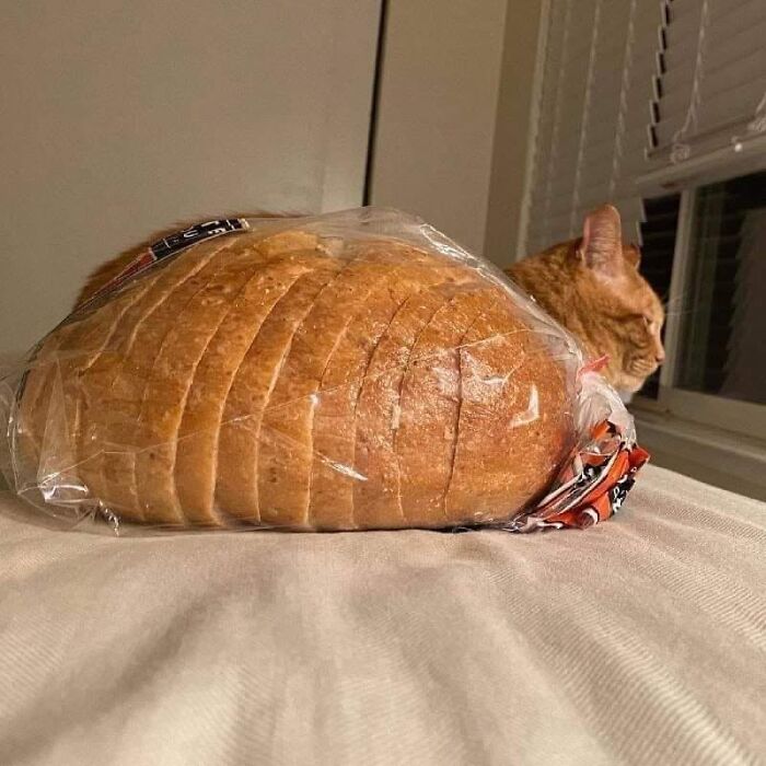 46 Purr-fectly Timed Cat Pics That Might Make You Laugh Out Loud, As Shared By This Page 46 Purr-fectly Timed Cat Pics That Might Make You Laugh Out Loud, As Shared By This Page
