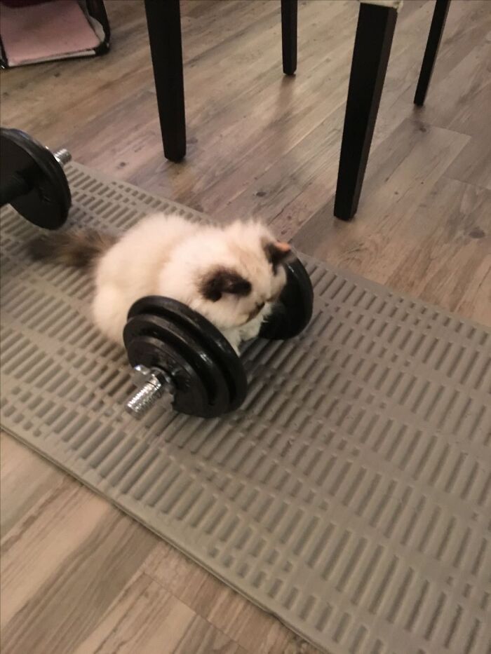46 Purr-fectly Timed Cat Pics That Might Make You Laugh Out Loud, As Shared By This Page 46 Purr-fectly Timed Cat Pics That Might Make You Laugh Out Loud, As Shared By This Page