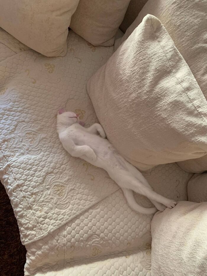 46 Purr-fectly Timed Cat Pics That Might Make You Laugh Out Loud, As Shared By This Page 46 Purr-fectly Timed Cat Pics That Might Make You Laugh Out Loud, As Shared By This Page