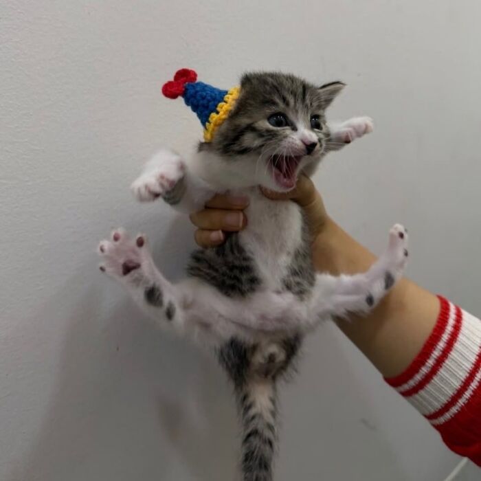 46 Purr-fectly Timed Cat Pics That Might Make You Laugh Out Loud, As Shared By This Page 46 Purr-fectly Timed Cat Pics That Might Make You Laugh Out Loud, As Shared By This Page