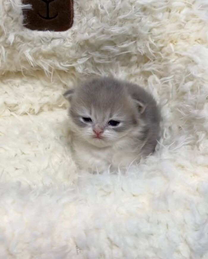 46 Purr-fectly Timed Cat Pics That Might Make You Laugh Out Loud, As Shared By This Page 46 Purr-fectly Timed Cat Pics That Might Make You Laugh Out Loud, As Shared By This Page