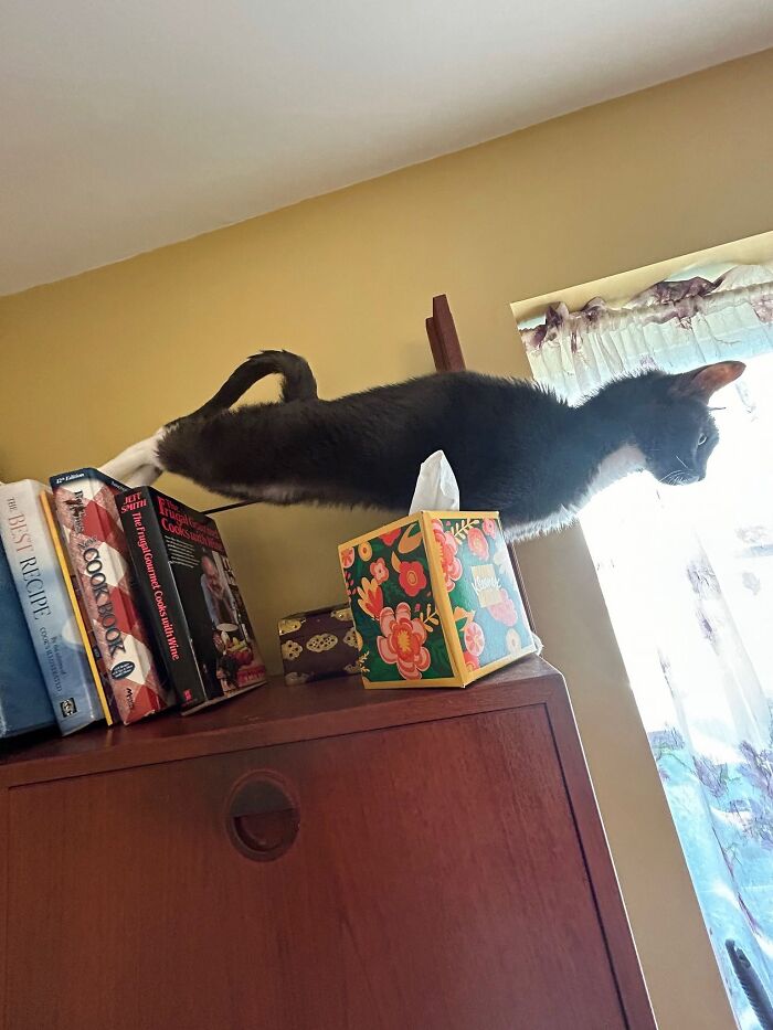 46 Purr-fectly Timed Cat Pics That Might Make You Laugh Out Loud, As Shared By This Page 46 Purr-fectly Timed Cat Pics That Might Make You Laugh Out Loud, As Shared By This Page