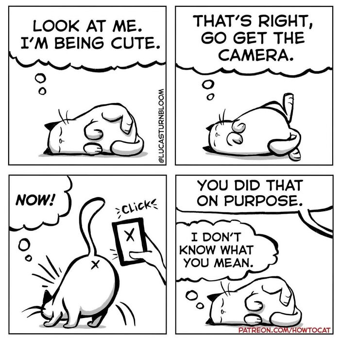 23 New Comics That Highlight Hilariously Relatable Cat Behaviors, Illustrated By Lucas Turnbloom 23 New Comics That Highlight Hilariously Relatable Cat Behaviors, Illustrated By Lucas Turnbloom
