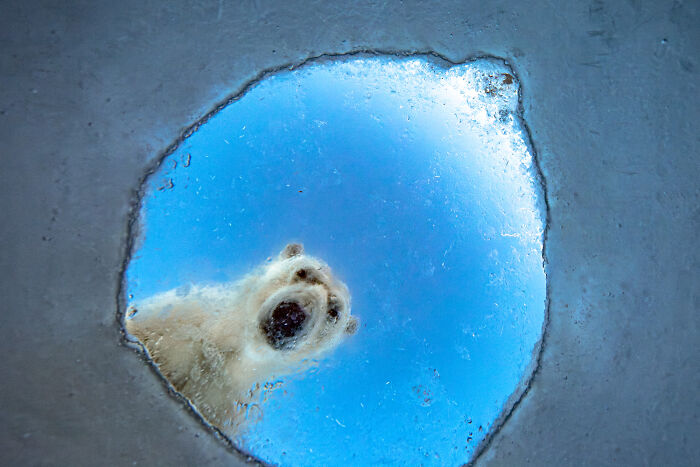 Top 20 Images From GDT’s 2026 European Wildlife Photographer Of The Year Contest Top 20 Images From GDT’s 2026 European Wildlife Photographer Of The Year Contest