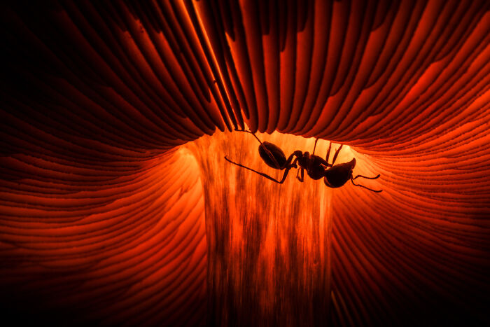 Top 20 Images From GDT’s 2026 European Wildlife Photographer Of The Year Contest Top 20 Images From GDT’s 2026 European Wildlife Photographer Of The Year Contest