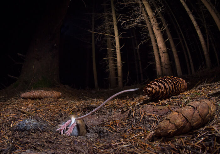 Top 20 Images From GDT’s 2026 European Wildlife Photographer Of The Year Contest Top 20 Images From GDT’s 2026 European Wildlife Photographer Of The Year Contest