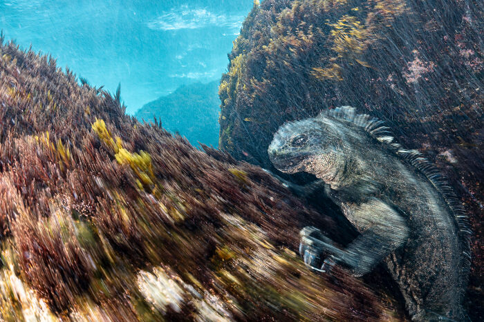 Top 20 Images From GDT’s 2026 European Wildlife Photographer Of The Year Contest Top 20 Images From GDT’s 2026 European Wildlife Photographer Of The Year Contest
