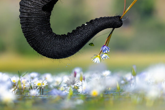 Top 20 Images From GDT’s 2026 European Wildlife Photographer Of The Year Contest Top 20 Images From GDT’s 2026 European Wildlife Photographer Of The Year Contest