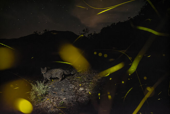 Top 20 Images From GDT’s 2026 European Wildlife Photographer Of The Year Contest Top 20 Images From GDT’s 2026 European Wildlife Photographer Of The Year Contest