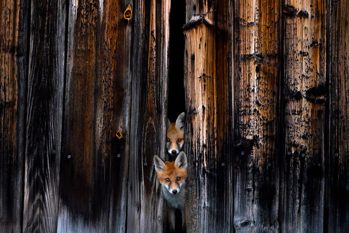 Top 20 Images From GDT’s 2026 European Wildlife Photographer Of The Year Contest Top 20 Images From GDT’s 2026 European Wildlife Photographer Of The Year Contest