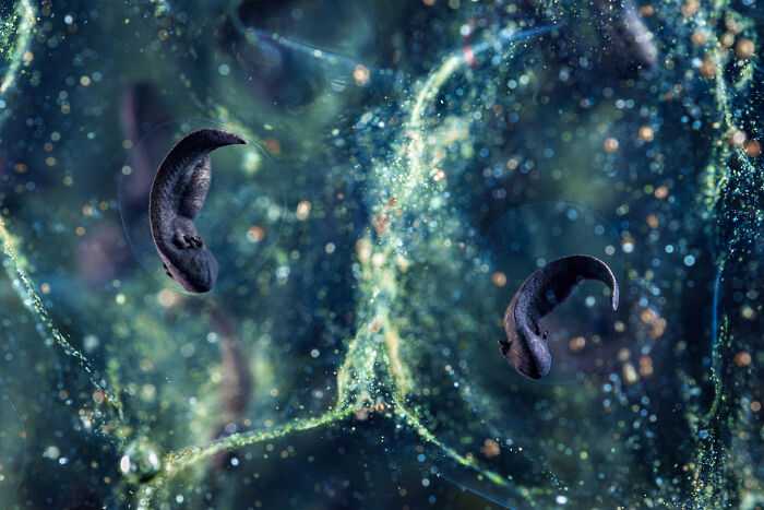 Top 20 Images From GDT’s 2026 European Wildlife Photographer Of The Year Contest Top 20 Images From GDT’s 2026 European Wildlife Photographer Of The Year Contest
