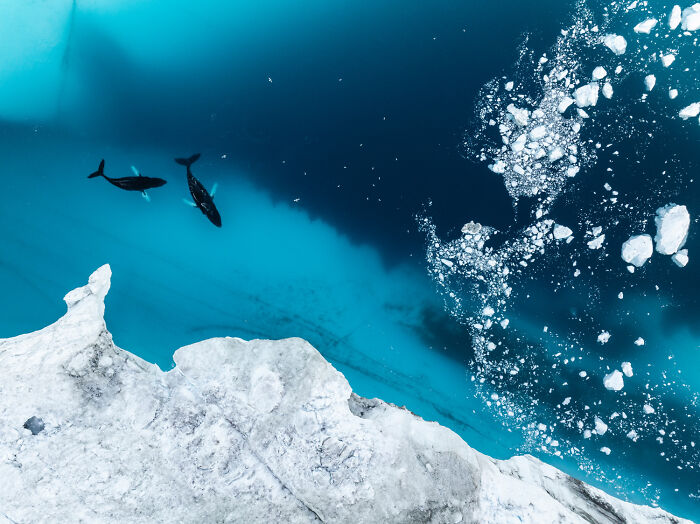 Top 20 Images From GDT’s 2026 European Wildlife Photographer Of The Year Contest Top 20 Images From GDT’s 2026 European Wildlife Photographer Of The Year Contest
