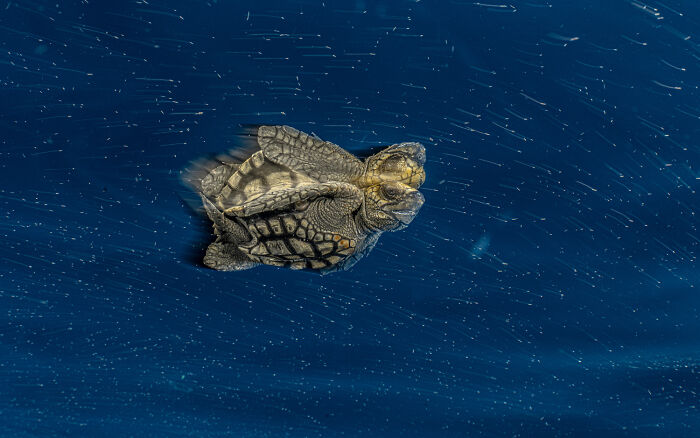 Top 20 Images From GDT’s 2026 European Wildlife Photographer Of The Year Contest Top 20 Images From GDT’s 2026 European Wildlife Photographer Of The Year Contest