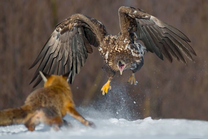 62 Stunning Photos From The Ournature Environmental Photo Awards 2026