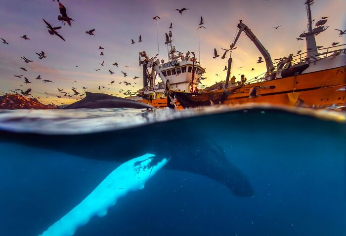 62 Stunning Photos From The Ournature Environmental Photo Awards 2026