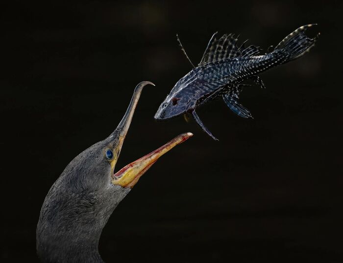 62 Stunning Photos From The Ournature Environmental Photo Awards 2026