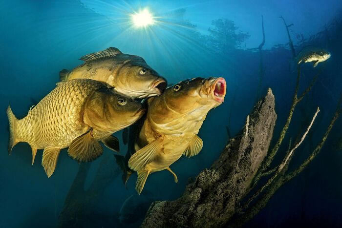 62 Stunning Photos From The Ournature Environmental Photo Awards 2026