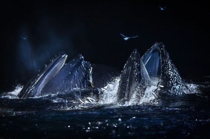 62 Stunning Photos From The Ournature Environmental Photo Awards 2026