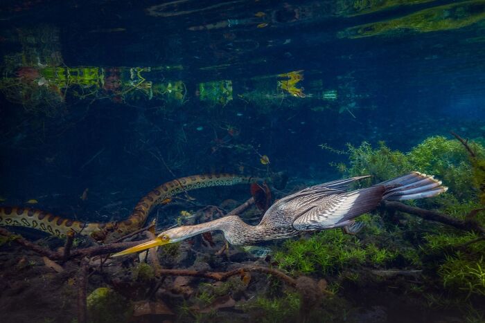 62 Stunning Photos From The Ournature Environmental Photo Awards 2026