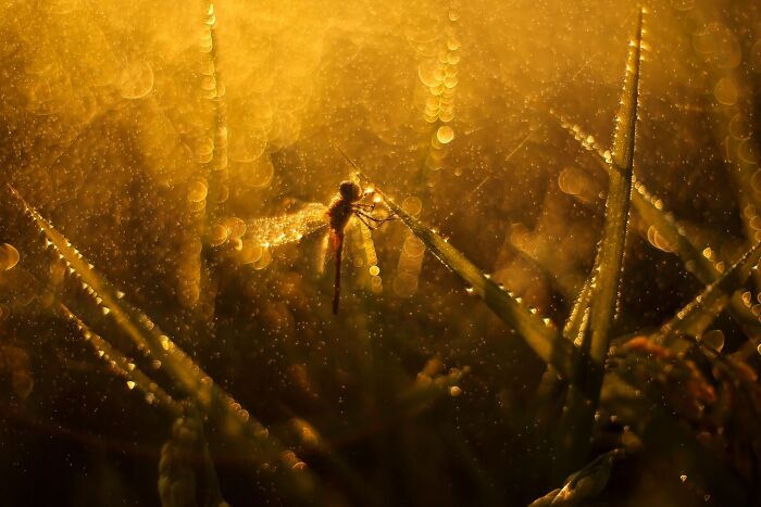 62 Stunning Photos From The Ournature Environmental Photo Awards 2026