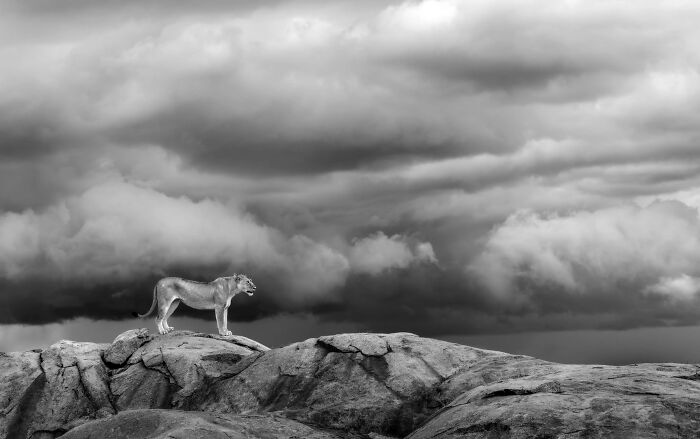 62 Stunning Photos From The Ournature Environmental Photo Awards 2026