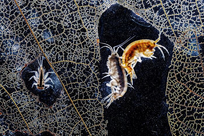 62 Stunning Photos From The Ournature Environmental Photo Awards 2026
