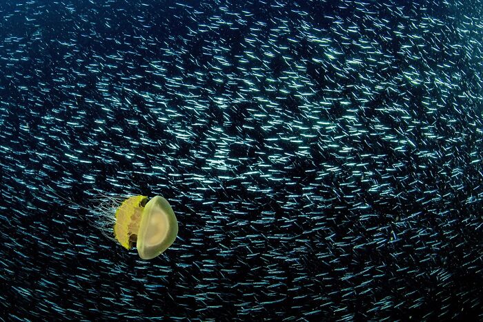 62 Stunning Photos From The Ournature Environmental Photo Awards 2026