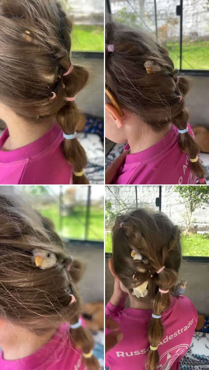 “I’ve Never Seen This Before”: Animal-Trainer Stunned After A Budgie Naps In His Daughter’s Hair “I’ve Never Seen This Before”: Animal-Trainer Stunned After A Budgie Naps In His Daughter’s Hair