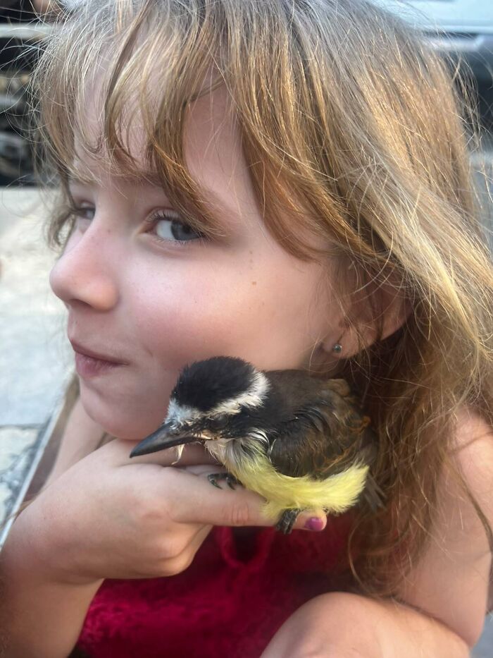 “I’ve Never Seen This Before”: Animal-Trainer Stunned After A Budgie Naps In His Daughter’s Hair “I’ve Never Seen This Before”: Animal-Trainer Stunned After A Budgie Naps In His Daughter’s Hair
