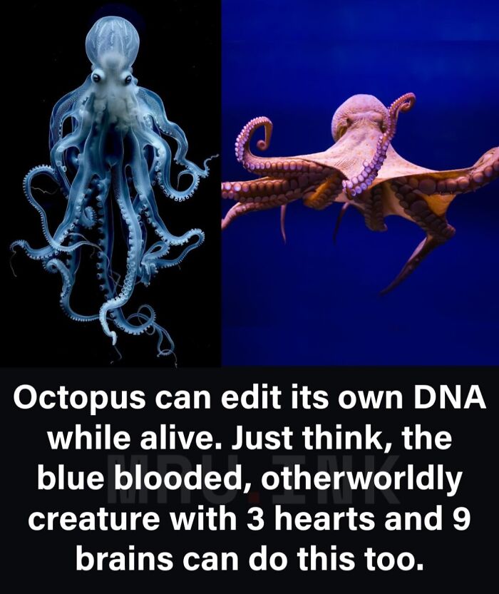 69 Fascinating Photos And Facts That Reveal Just How Strange The World Can Be