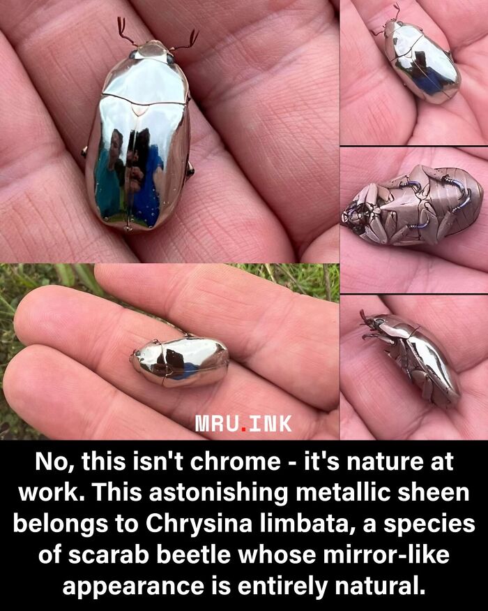 69 Fascinating Photos And Facts That Reveal Just How Strange The World Can Be