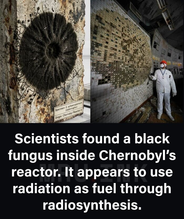 69 Fascinating Photos And Facts That Reveal Just How Strange The World Can Be