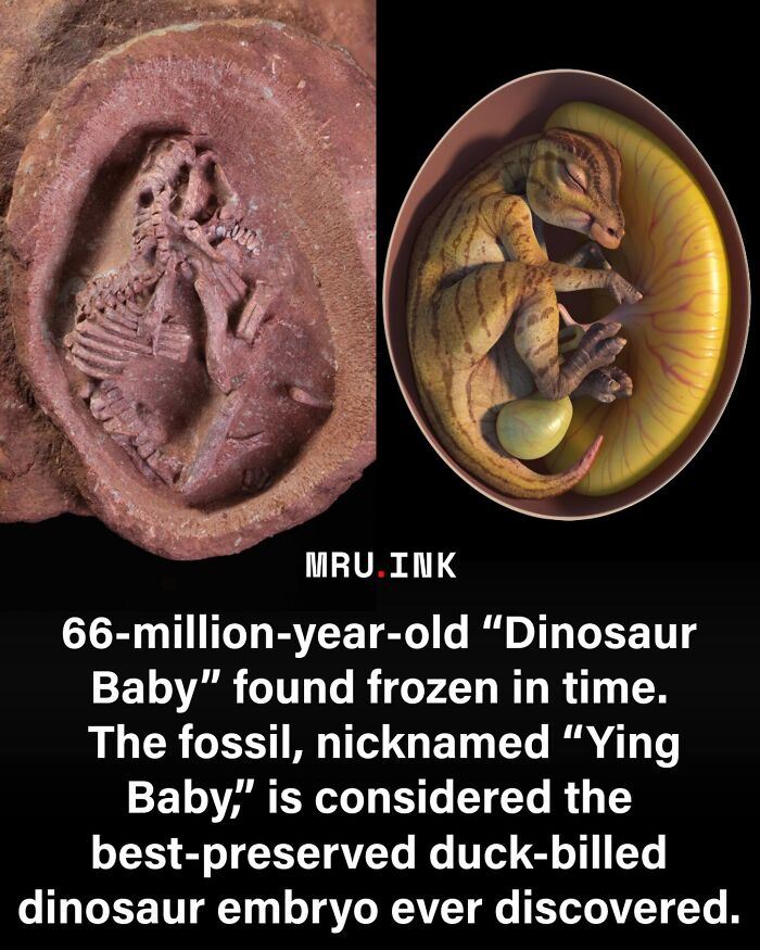 69 Fascinating Photos And Facts That Reveal Just How Strange The World Can Be