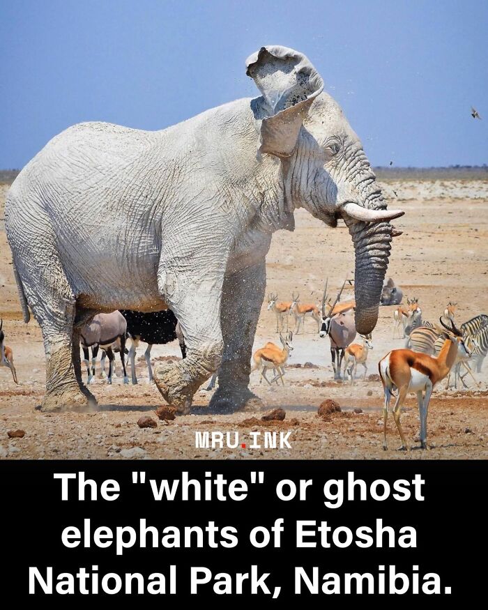 69 Fascinating Photos And Facts That Reveal Just How Strange The World Can Be