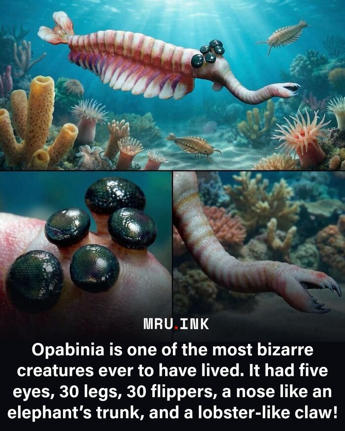 69 Fascinating Photos And Facts That Reveal Just How Strange The World Can Be