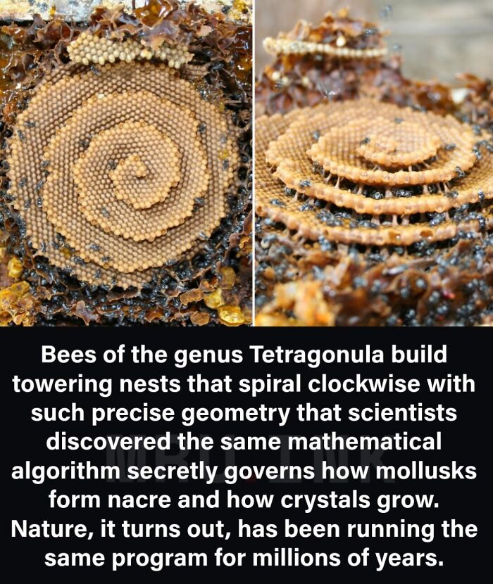 69 Fascinating Photos And Facts That Reveal Just How Strange The World Can Be