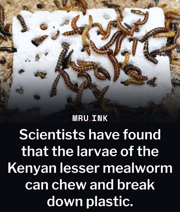 69 Fascinating Photos And Facts That Reveal Just How Strange The World Can Be