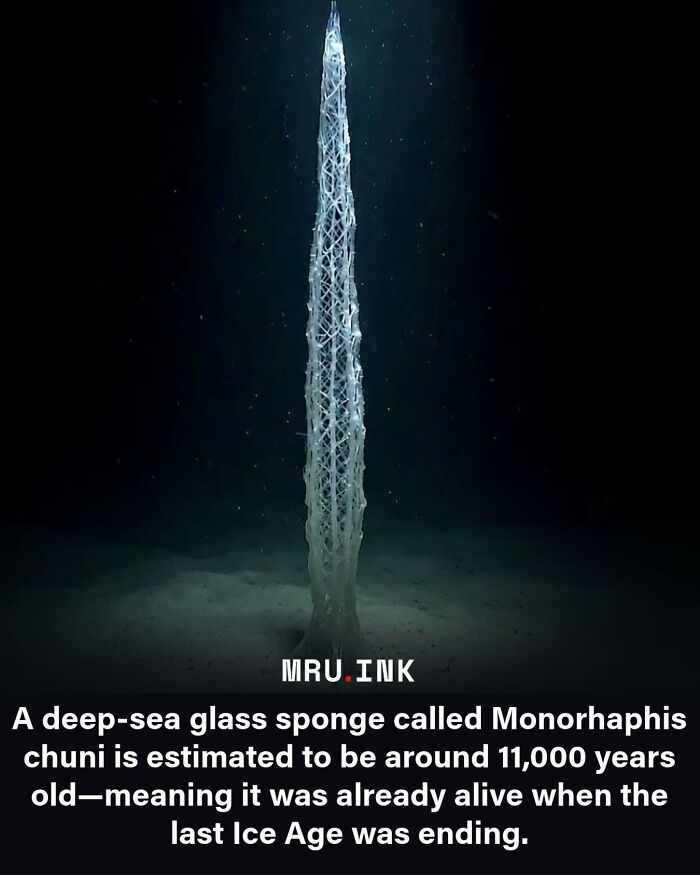 69 Fascinating Photos And Facts That Reveal Just How Strange The World Can Be