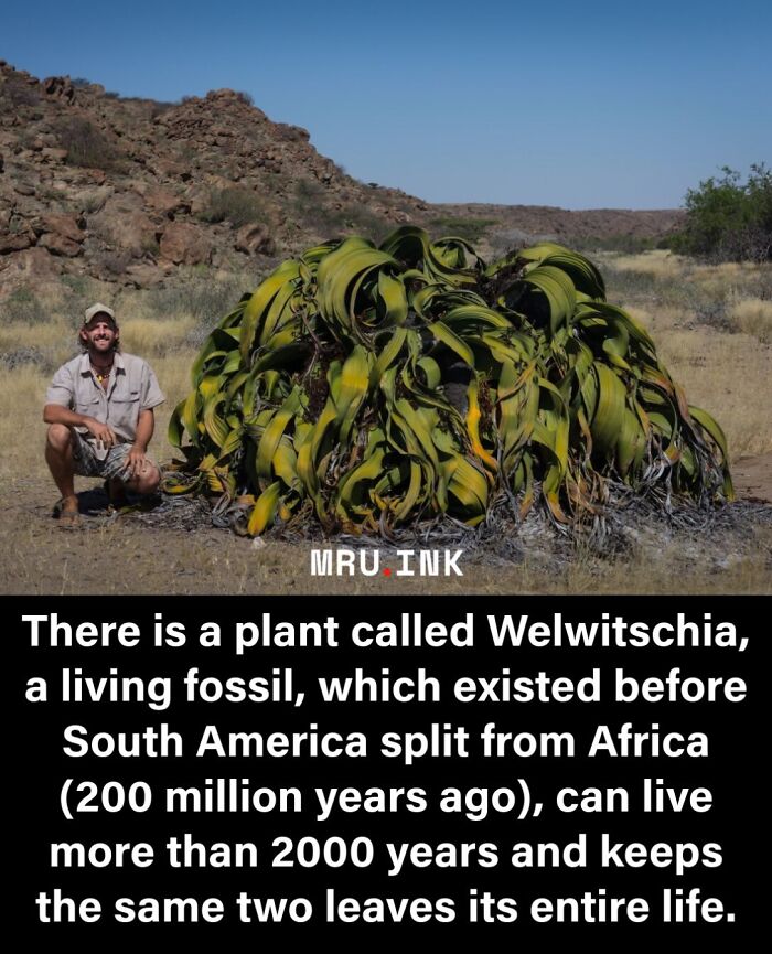 69 Fascinating Photos And Facts That Reveal Just How Strange The World Can Be