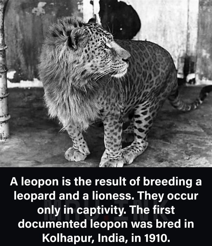 69 Fascinating Photos And Facts That Reveal Just How Strange The World Can Be