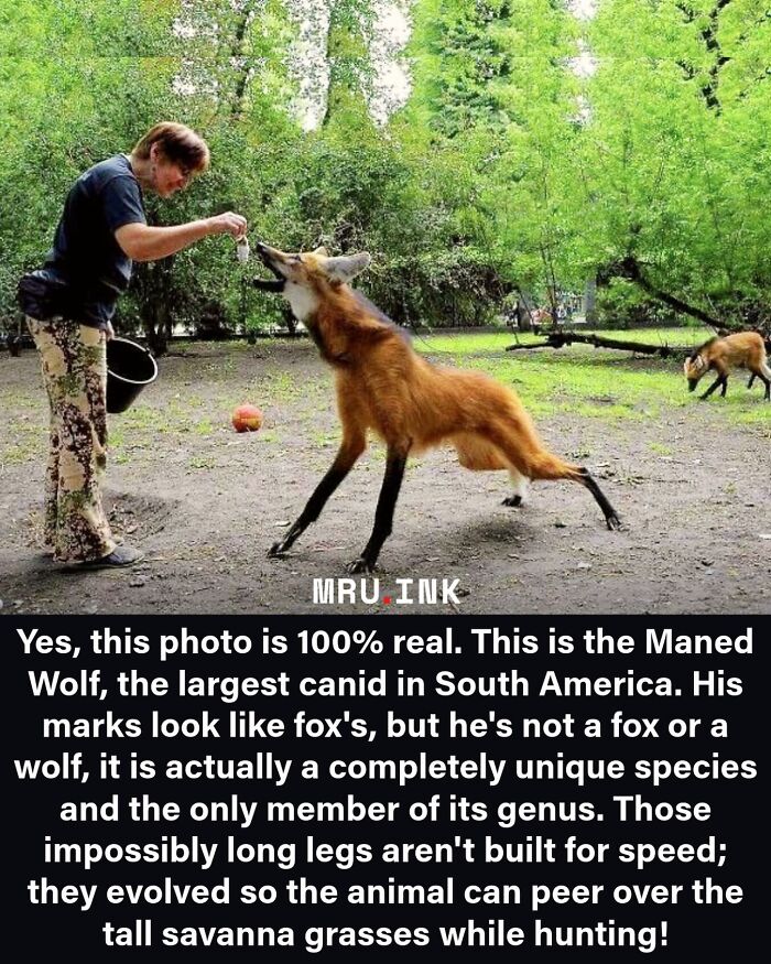 69 Fascinating Photos And Facts That Reveal Just How Strange The World Can Be